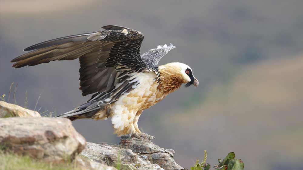 Bearded Vulture Visits Englands Oldest National Park The Institute For Creation Research 4201